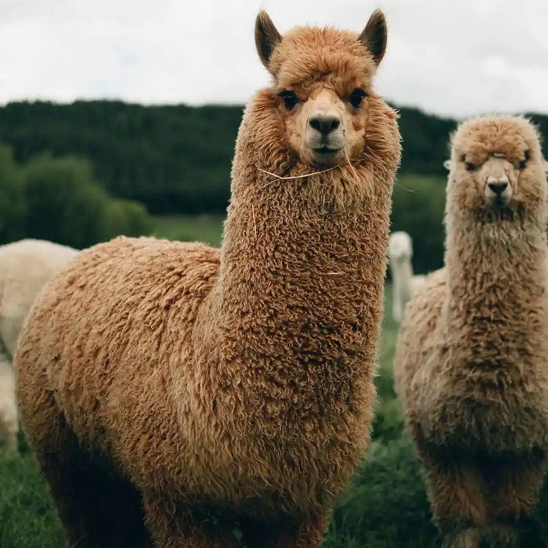 Beneficios de la Lana de Alpaca: Historia, Usos y Propiedades