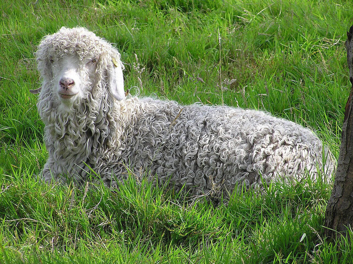 Todo sobre el Kid Mohair: ¿Por qué tejer con esta fibra tan especial?