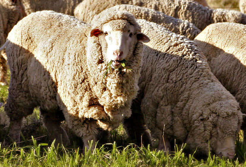 Todo sobre la Lana de Oveja Merino: Características, Beneficios y Usos