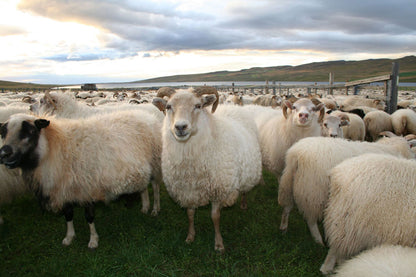 Kit Chirimoya alegre 3 y 4 Whisper Sweater